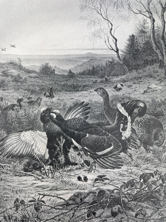 H.E. Dresser - A Manual of Palaearctic Birds - 1902