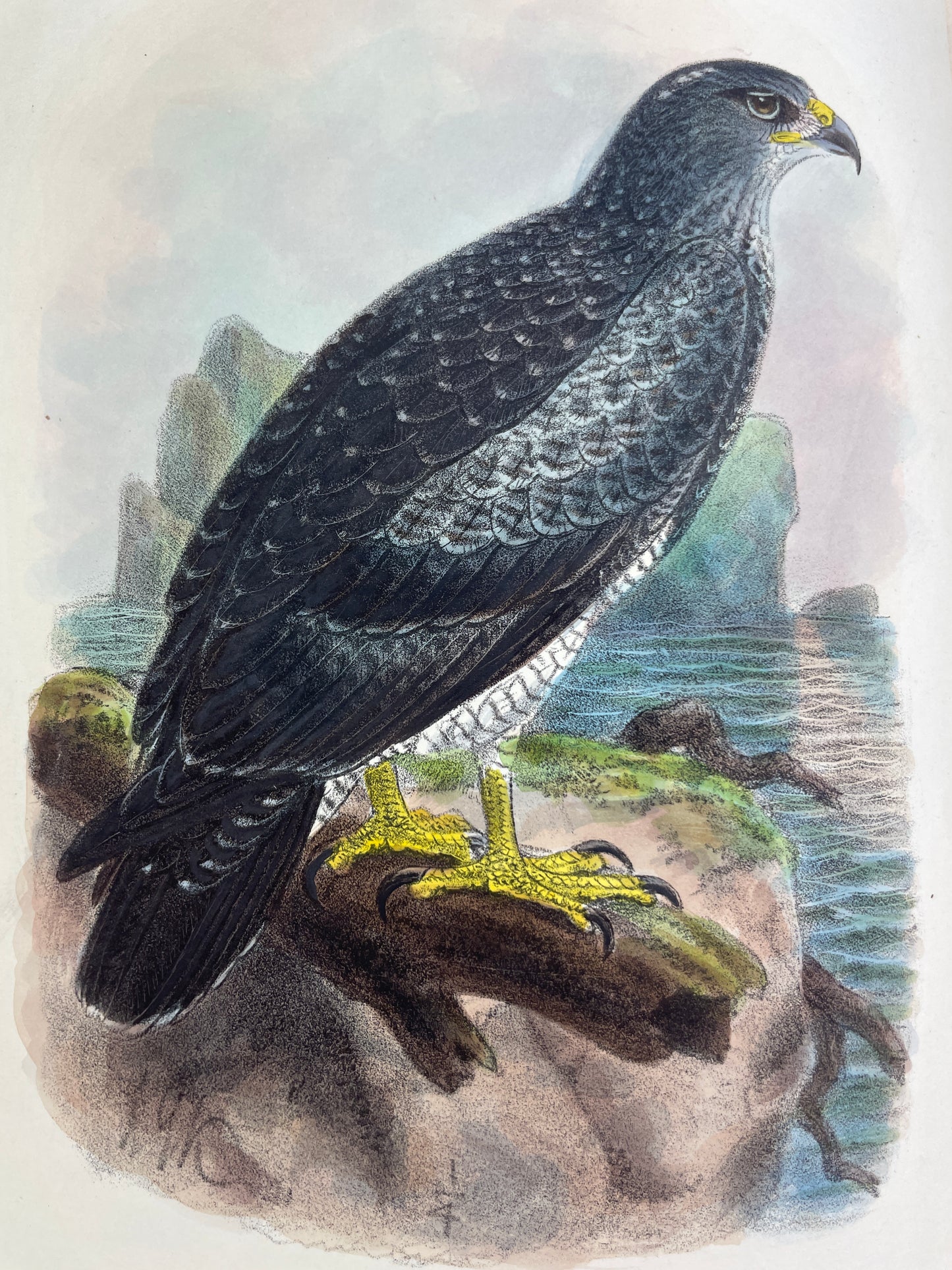  Rare antique ornithology book The Birds of Tierra del Fuego by Richard Crawshay, 1907 first edition limited to 300 copies, published by Bernard Quaritch London. Early 20th century natural history collectible with 21 hand-coloured lithographed bird plates, 23 photogravure landscape views, wood-engraved dedication, and colour map. Bound for the Zoological Society of London. Classic rare book of South American birds, Tierra del Fuego expedition 1904, featuring detailed species descriptions, plumage, habitat n