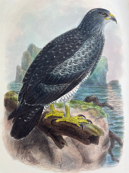  Rare antique ornithology book The Birds of Tierra del Fuego by Richard Crawshay, 1907 first edition limited to 300 copies, published by Bernard Quaritch London. Early 20th century natural history collectible with 21 hand-coloured lithographed bird plates, 23 photogravure landscape views, wood-engraved dedication, and colour map. Bound for the Zoological Society of London. Classic rare book of South American birds, Tierra del Fuego expedition 1904, featuring detailed species descriptions, plumage, habitat n