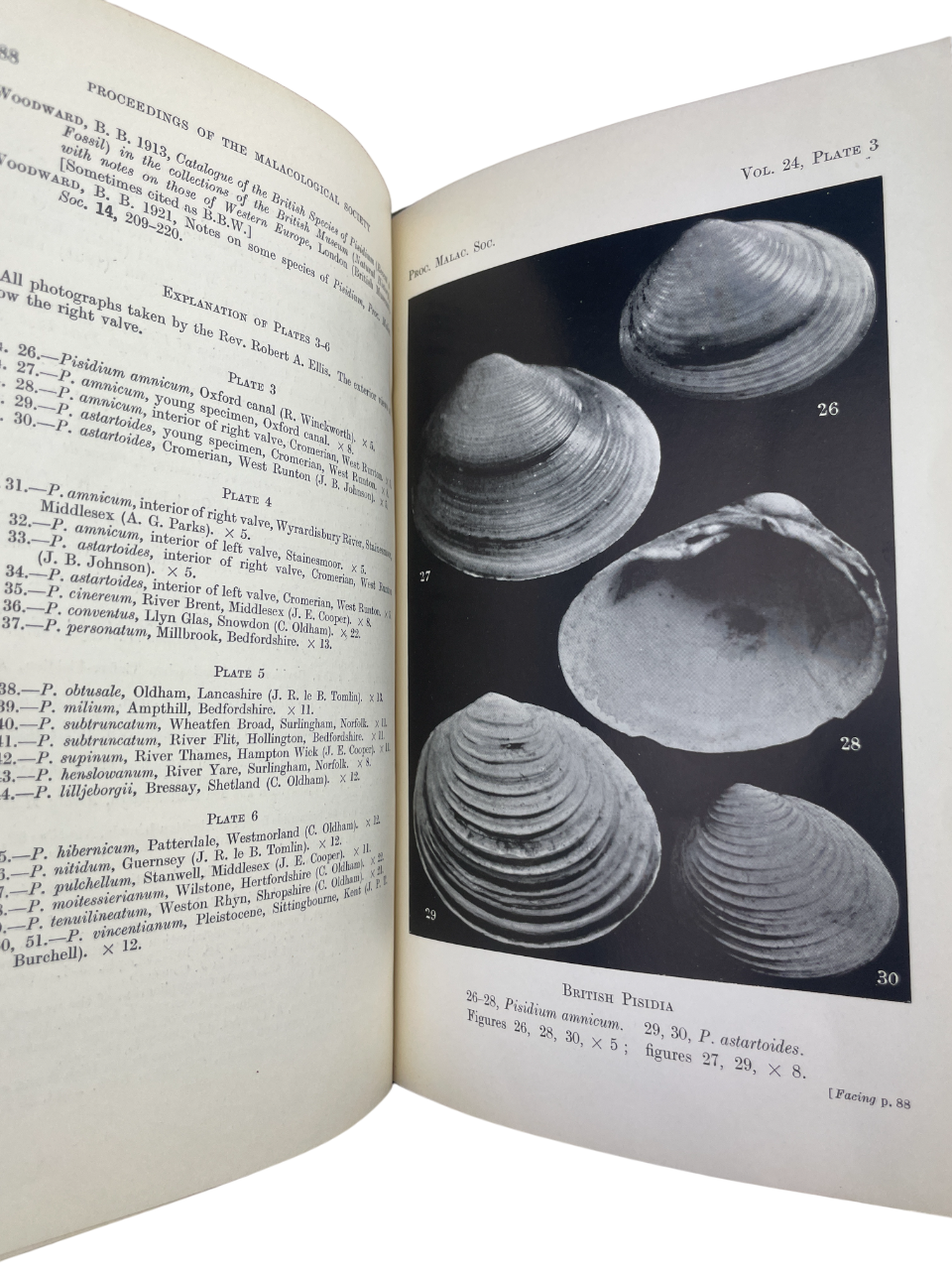 Freshwater Bivalves by Arthur Erskine Ellis, c.1947. Rare, possibly unique, author-inscribed (“Presented by the author, A. E. Ellis”), lacking title and copyright pages. Includes Unionacea, Corbicula, Sphaerium, Dreissena, Pisidium, with photographic plates, diagrams, and text figures for identification. Key antique natural history book, malacology reference, British mollusks, zoological study, scientific monograph, collectible first edition, rare biology book, academic reference, illustrated taxonomy, rese