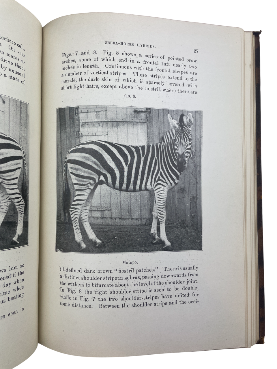 1899 edition of The Penycuik Experiments by James Cossar Ewart, pioneering experimental genetics and hybridization. Documents zebra–horse crosses testing telegony, hybrid vigor, inbreeding, and prepotency. Includes inscription “Margaret Ewart” (1915), suggesting family provenance. Essential for collectors of genetics history, experimental zoology, and Edinburgh scientific heritage