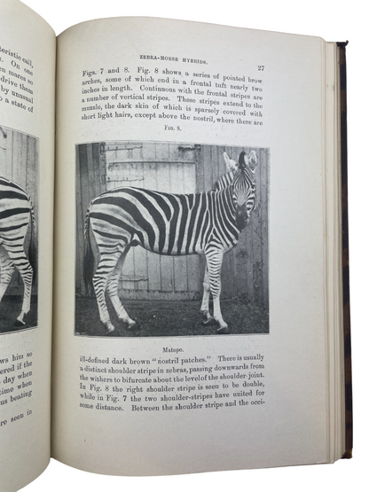 1899 edition of The Penycuik Experiments by James Cossar Ewart, pioneering experimental genetics and hybridization. Documents zebra–horse crosses testing telegony, hybrid vigor, inbreeding, and prepotency. Includes inscription “Margaret Ewart” (1915), suggesting family provenance. Essential for collectors of genetics history, experimental zoology, and Edinburgh scientific heritage