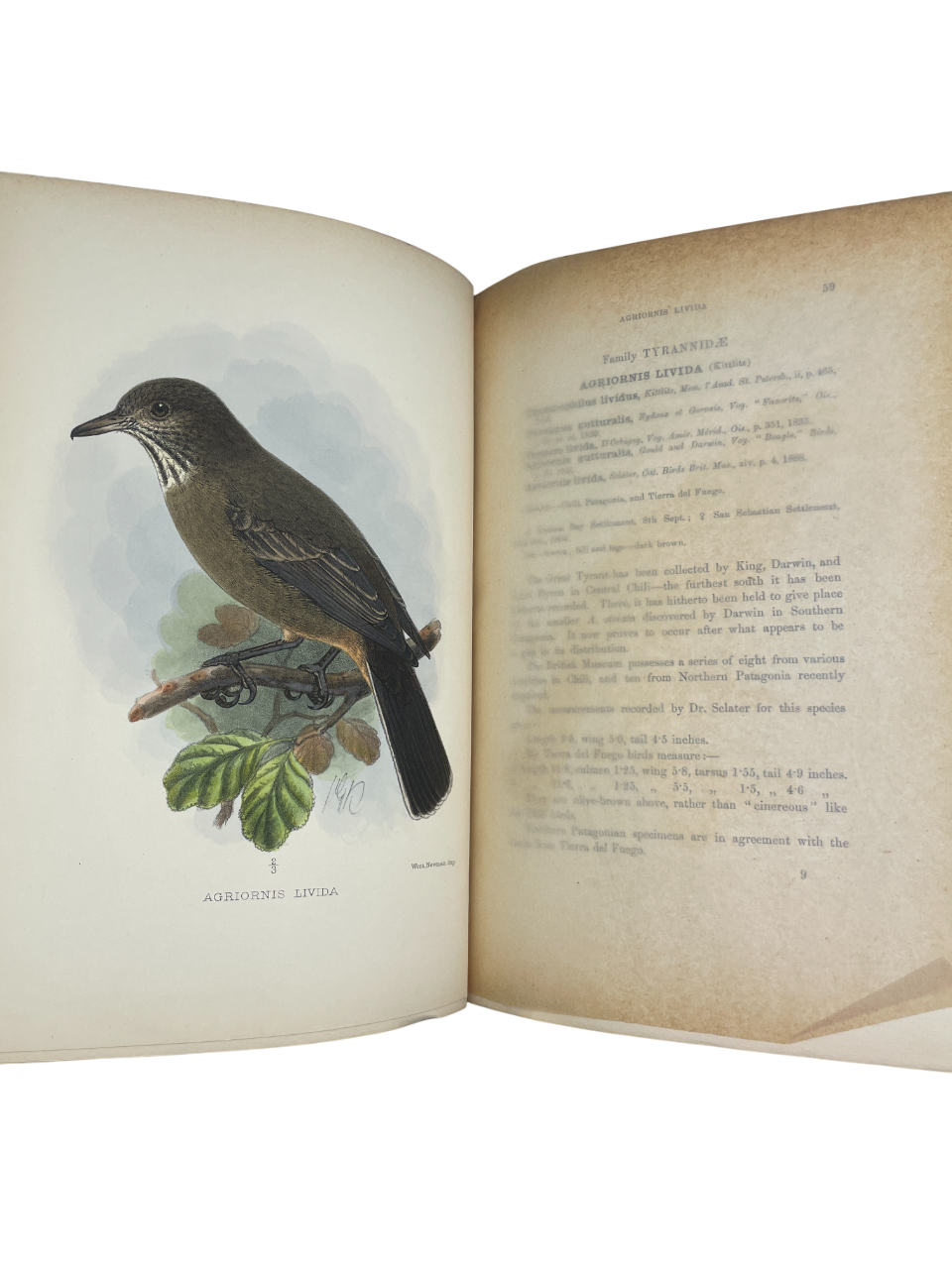 Richard Crawshay - The Birds of Tierra del Fuego - 1907 (Limited No. 51/300)