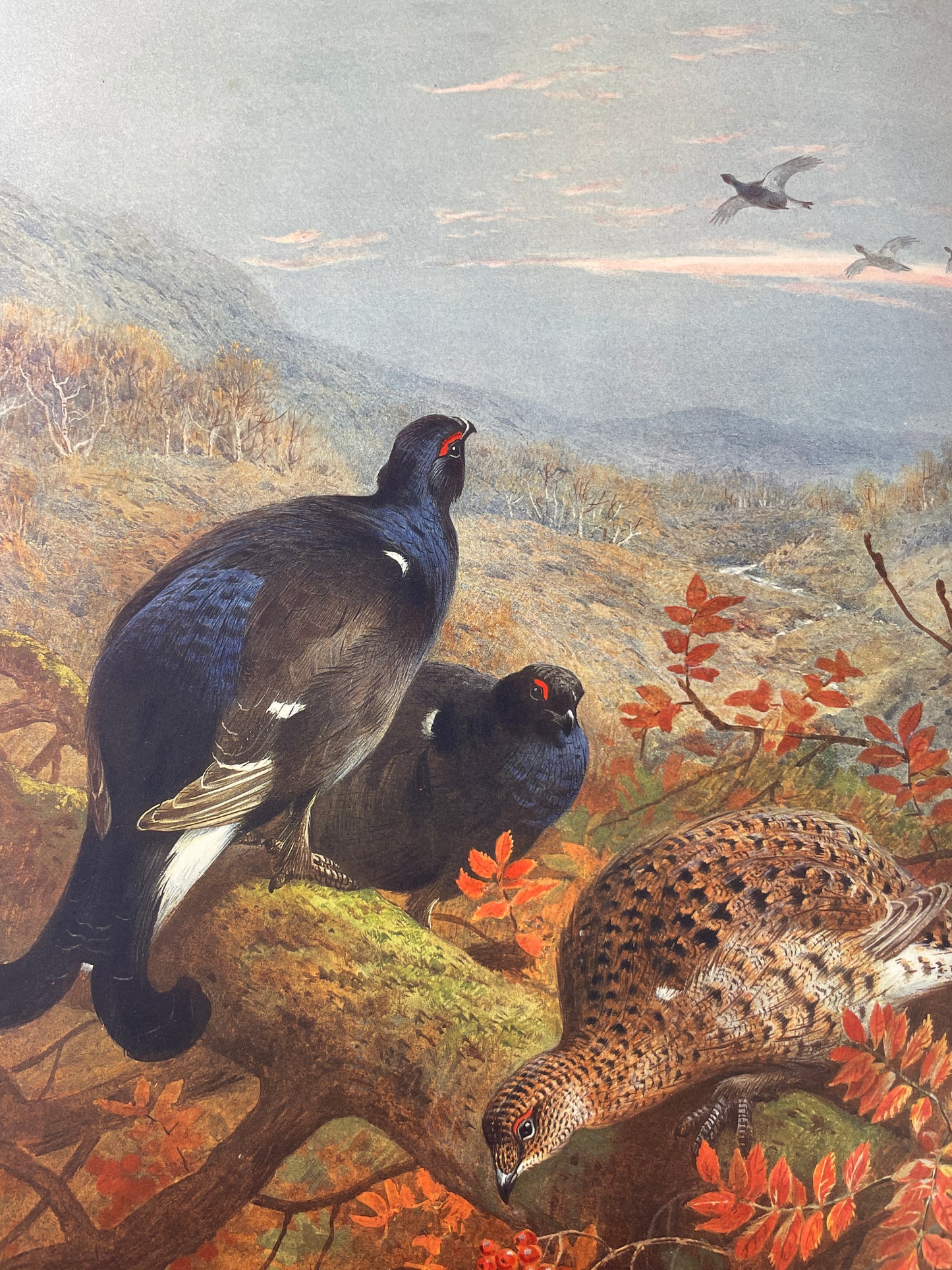 J.G. Millais - The Natural History of British Game Birds - 1909 (Limited, #239/550)