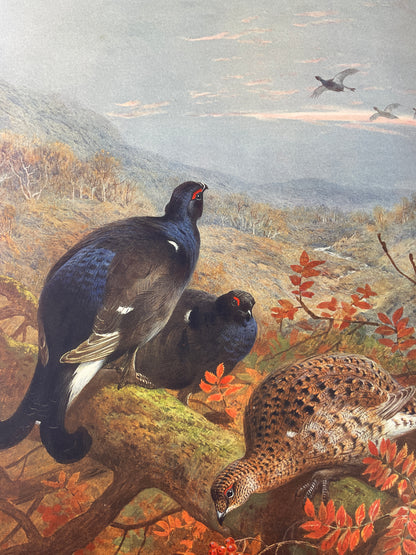 J.G. Millais - The Natural History of British Game Birds - 1909 (Limited, #239/550)