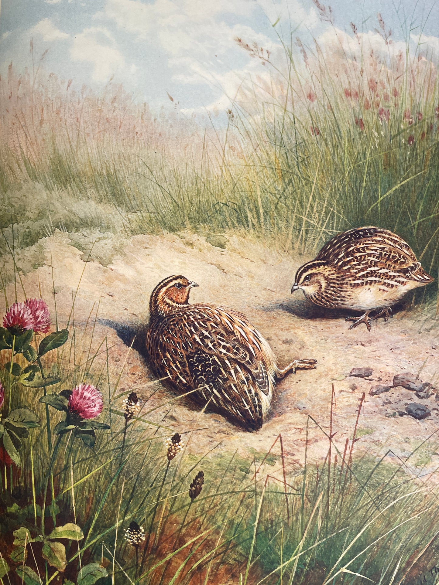 J.G. Millais - The Natural History of British Game Birds - 1909 (Limited, #239/550)