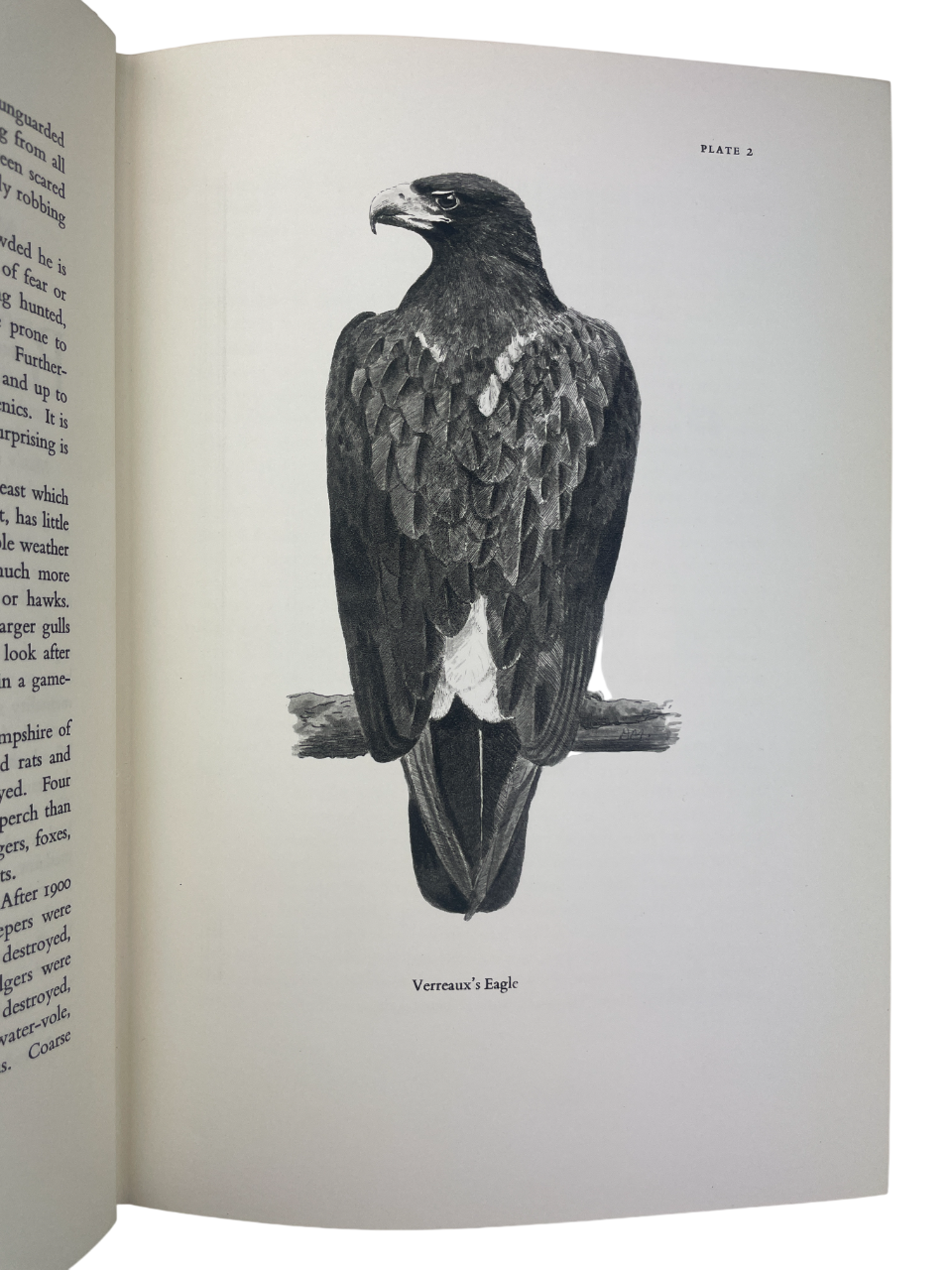 Colonel R. Meinertzhagen - Pirates and Predators - 1959