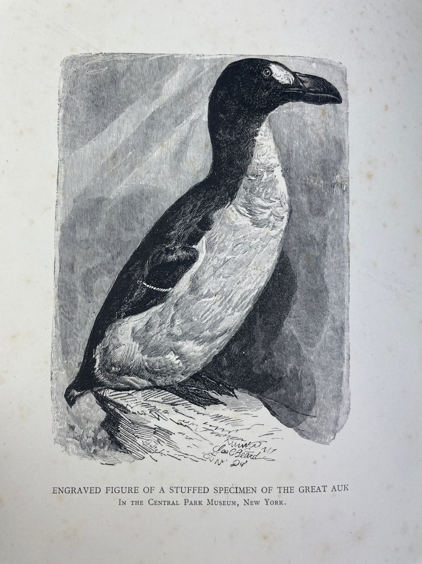 Symington Grieve - The Great Auk - 1885