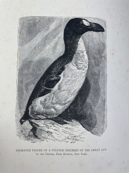 Symington Grieve - The Great Auk - 1885