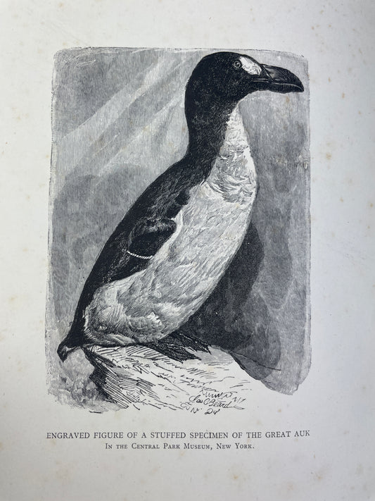 Symington Grieve - The Great Auk - 1885
