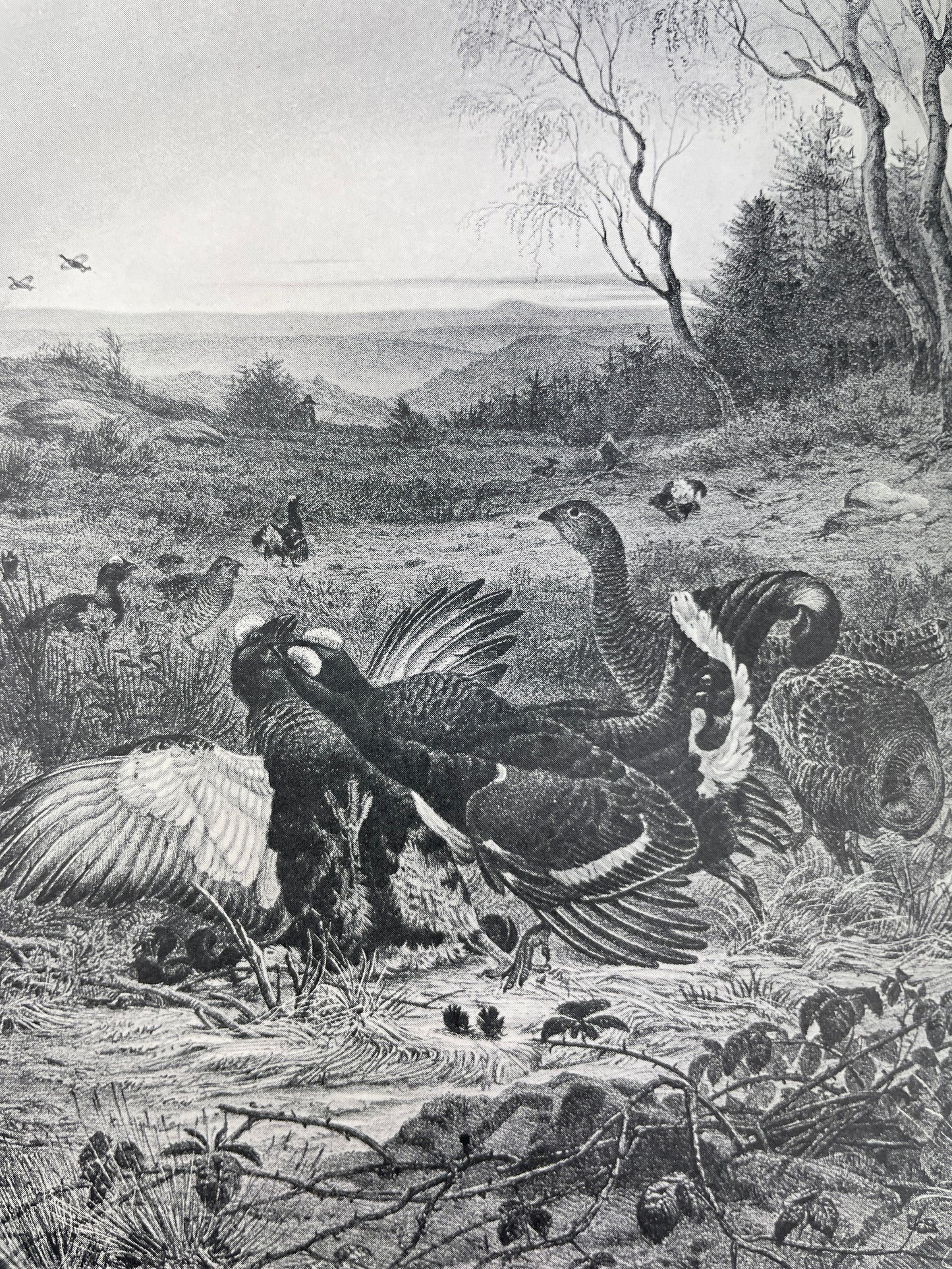 H.E. Dresser - A Manual of Palaearctic Birds - 1902