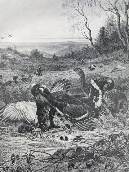 H.E. Dresser - A Manual of Palaearctic Birds - 1902