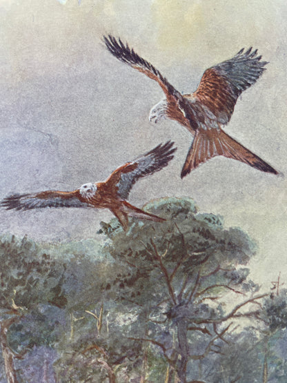 H.E. Dresser - A Manual of Palaearctic Birds - 1902