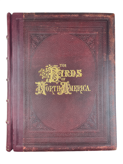Jacob H. Studer - The Birds of North America - 1895