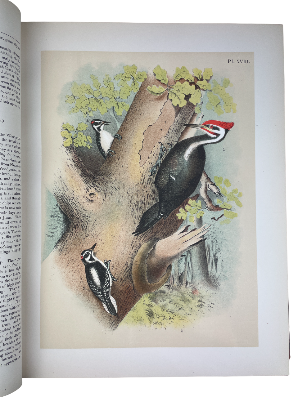 Jacob H. Studer - The Birds of North America - 1895