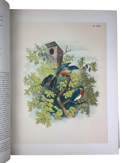 Jacob H. Studer - The Birds of North America - 1895