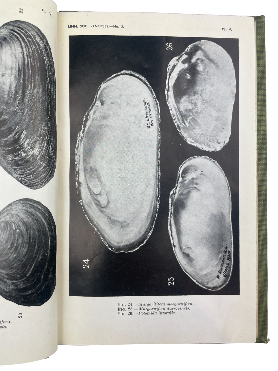 Freshwater Bivalves by Arthur Erskine Ellis, c.1947. Rare, possibly unique, author-inscribed (“Presented by the author, A. E. Ellis”), lacking title and copyright pages. Includes Unionacea, Corbicula, Sphaerium, Dreissena, Pisidium, with photographic plates, diagrams, and text figures for identification. Key antique natural history book, malacology reference, British mollusks, zoological study, scientific monograph, collectible first edition, rare biology book, academic reference, illustrated taxonomy, rese