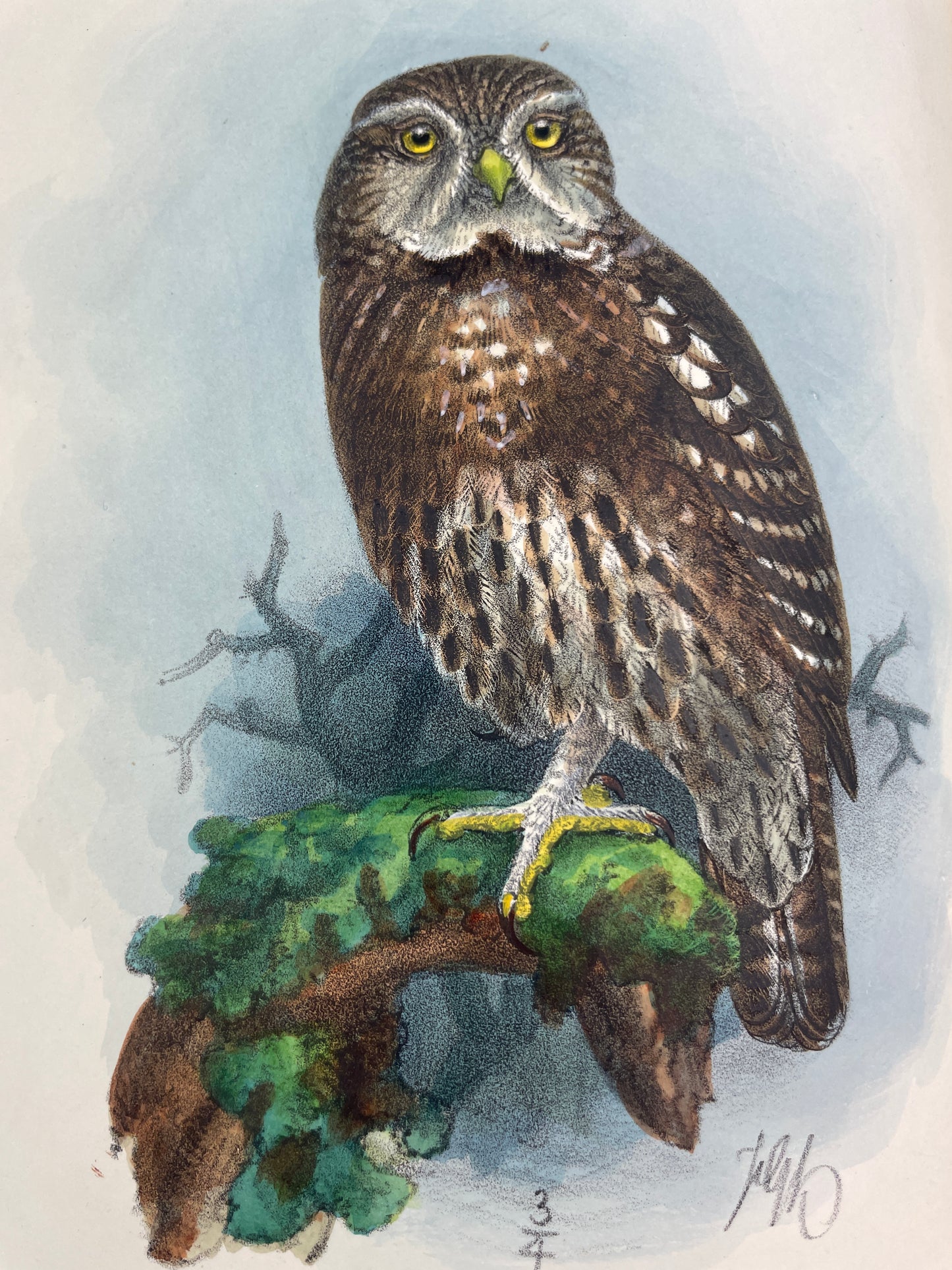  Rare antique ornithology book The Birds of Tierra del Fuego by Richard Crawshay, 1907 first edition limited to 300 copies, published by Bernard Quaritch London. Early 20th century natural history collectible with 21 hand-coloured lithographed bird plates, 23 photogravure landscape views, wood-engraved dedication, and colour map. Bound for the Zoological Society of London. Classic rare book of South American birds, Tierra del Fuego expedition 1904, featuring detailed species descriptions, plumage, habitat n