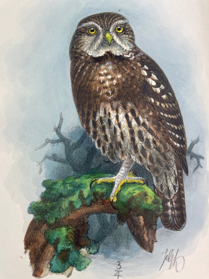  Rare antique ornithology book The Birds of Tierra del Fuego by Richard Crawshay, 1907 first edition limited to 300 copies, published by Bernard Quaritch London. Early 20th century natural history collectible with 21 hand-coloured lithographed bird plates, 23 photogravure landscape views, wood-engraved dedication, and colour map. Bound for the Zoological Society of London. Classic rare book of South American birds, Tierra del Fuego expedition 1904, featuring detailed species descriptions, plumage, habitat n