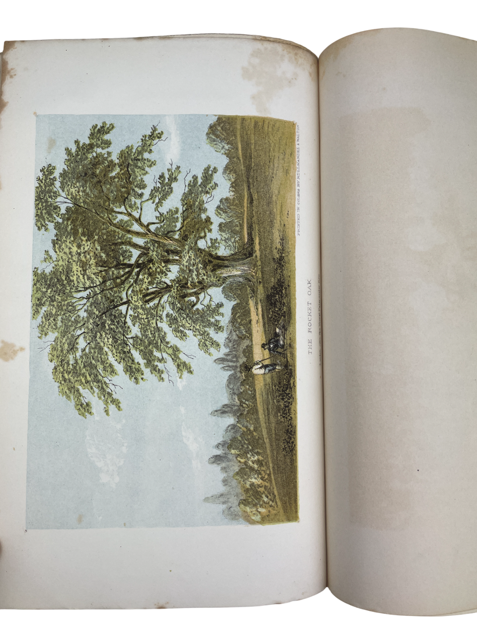 The Natural History of Tutbury, together with the Fauna and Flora of the District Surrounding Tutbury and Burton-on-Trent by Edwin Brown book First edition, signed, presentation inscription from the author on the half-title. This beautifully illustrated guide explores the natural history of Tutbury, England, detailing its local flora, fauna, and geological features. Complete with all illustrations. 