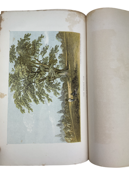 The Natural History of Tutbury, together with the Fauna and Flora of the District Surrounding Tutbury and Burton-on-Trent by Edwin Brown book First edition, signed, presentation inscription from the author on the half-title. This beautifully illustrated guide explores the natural history of Tutbury, England, detailing its local flora, fauna, and geological features. Complete with all illustrations. 