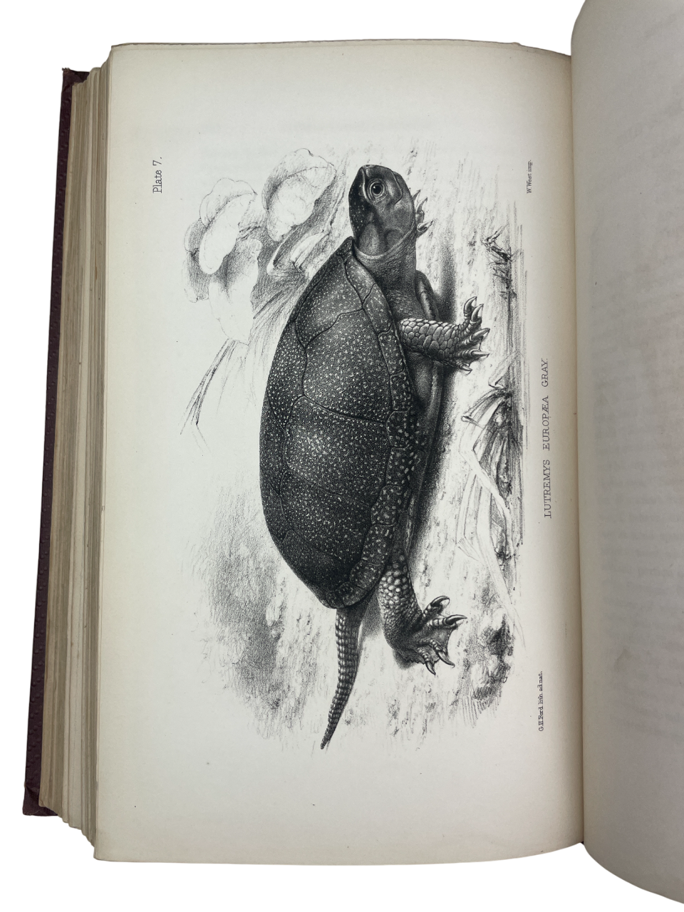 The Natural History of Tutbury, together with the Fauna and Flora of the District Surrounding Tutbury and Burton-on-Trent by Edwin Brown book First edition, signed, presentation inscription from the author on the half-title. This beautifully illustrated guide explores the natural history of Tutbury, England, detailing its local flora, fauna, and geological features. Complete with all illustrations. 