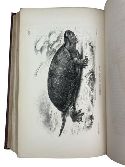 The Natural History of Tutbury, together with the Fauna and Flora of the District Surrounding Tutbury and Burton-on-Trent by Edwin Brown book First edition, signed, presentation inscription from the author on the half-title. This beautifully illustrated guide explores the natural history of Tutbury, England, detailing its local flora, fauna, and geological features. Complete with all illustrations. 
