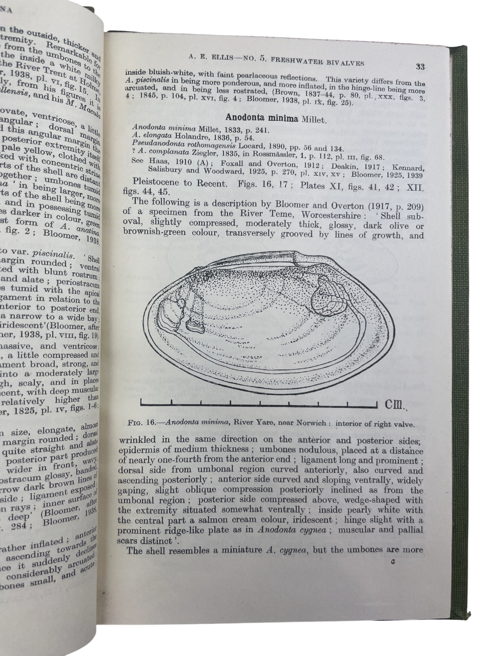 Freshwater Bivalves by Arthur Erskine Ellis, c.1947. Rare, possibly unique, author-inscribed (“Presented by the author, A. E. Ellis”), lacking title and copyright pages. Includes Unionacea, Corbicula, Sphaerium, Dreissena, Pisidium, with photographic plates, diagrams, and text figures for identification. Key antique natural history book, malacology reference, British mollusks, zoological study, scientific monograph, collectible first edition, rare biology book, academic reference, illustrated taxonomy, rese