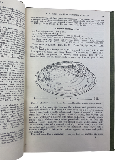 Freshwater Bivalves by Arthur Erskine Ellis, c.1947. Rare, possibly unique, author-inscribed (“Presented by the author, A. E. Ellis”), lacking title and copyright pages. Includes Unionacea, Corbicula, Sphaerium, Dreissena, Pisidium, with photographic plates, diagrams, and text figures for identification. Key antique natural history book, malacology reference, British mollusks, zoological study, scientific monograph, collectible first edition, rare biology book, academic reference, illustrated taxonomy, rese